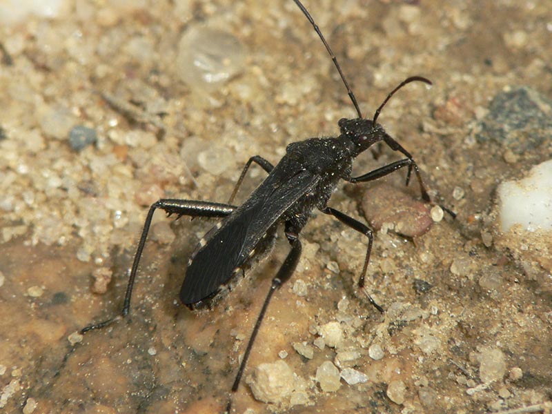 True bugs The Martha's Vineyard Times