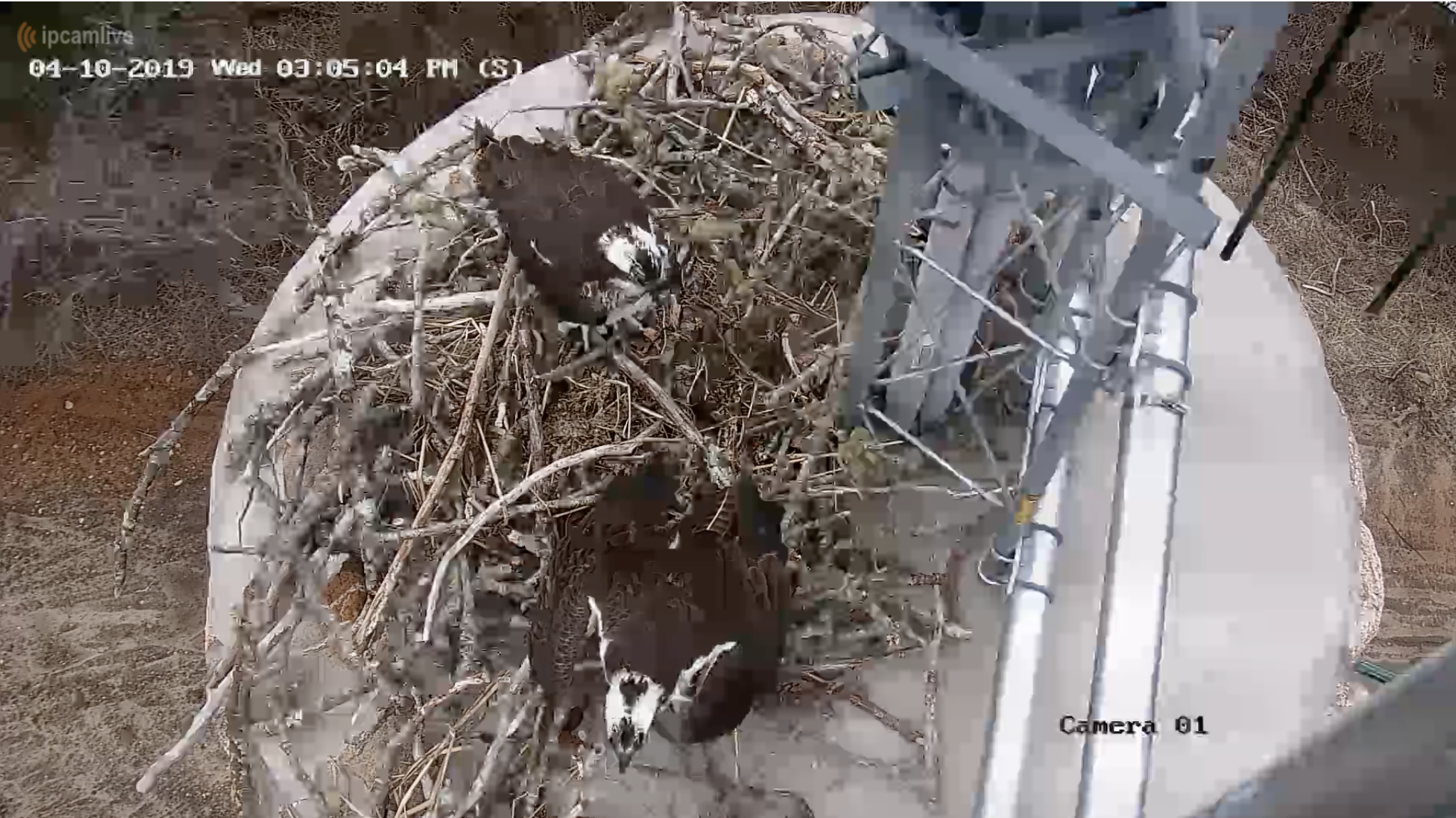 Osprey, live from Lagoon Pond The Martha's Vineyard Times