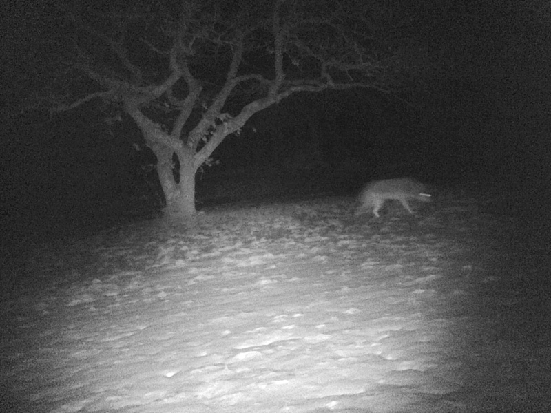Coyote spotted in Aquinnah The Martha's Vineyard Times