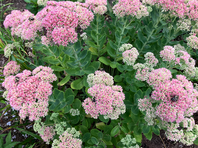 Garden Notes: September