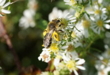 Wild Side: Aster bee