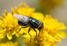 Wild Side: The secondary screwworm fly