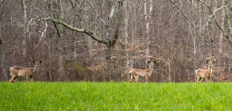 Vineyard delegates call for increased hunting access