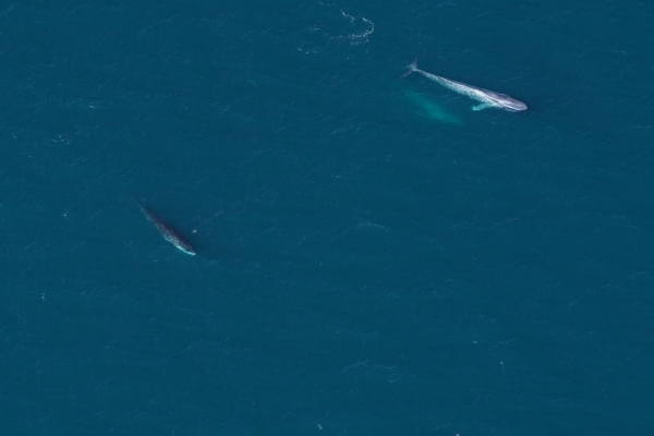 Endangered blue whales spotted in Southern New England waters