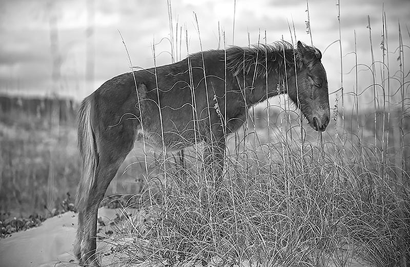 Kate-Griswold_Wild-Horse_14.jpg