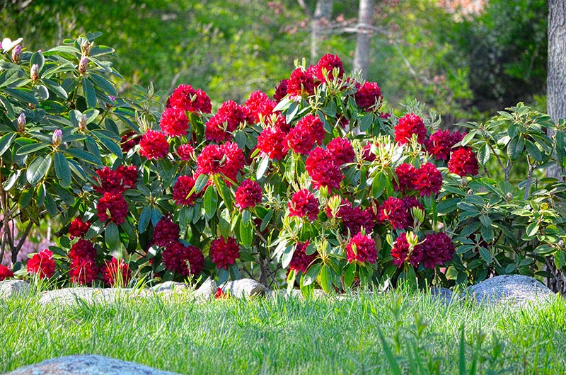 _DSC0382a.jpg