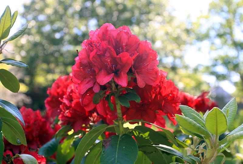 Firestorm Rhody.jpg