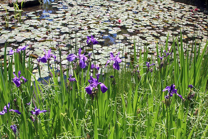 Iris and Water Lilies.jpg