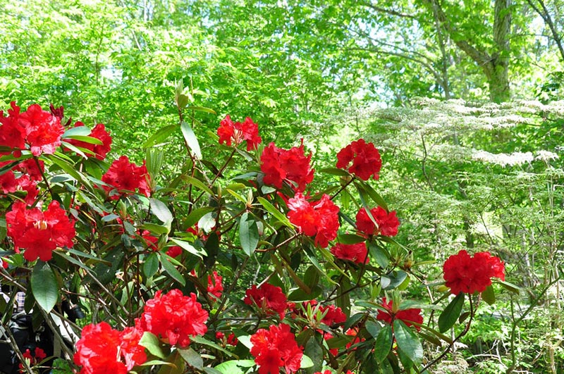 Norris Garden 5-28-2015 2.JPG