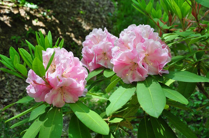 Norris Garden 5-28-2015 4.JPG
