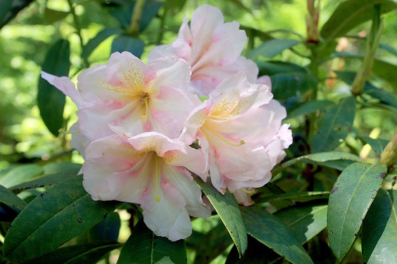 Peach Rhody 1.jpg