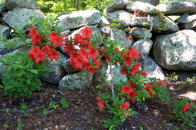 Red Deciduous Azalea 1.jpg