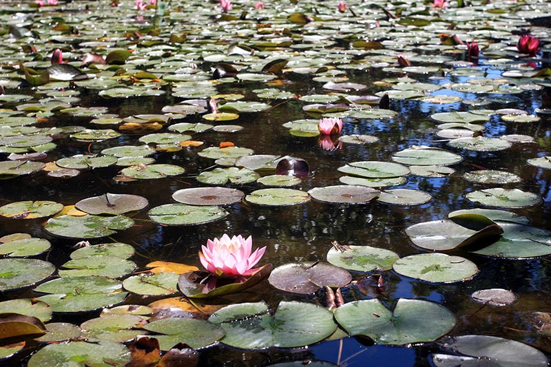 Water lilies 1.jpg