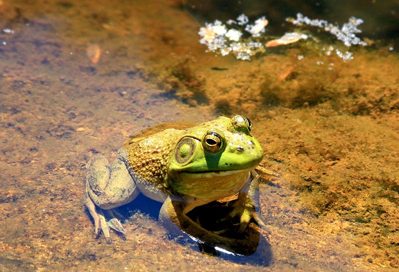 frog 3.jpg