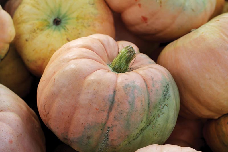 colored-pumpkins-close.JPG
