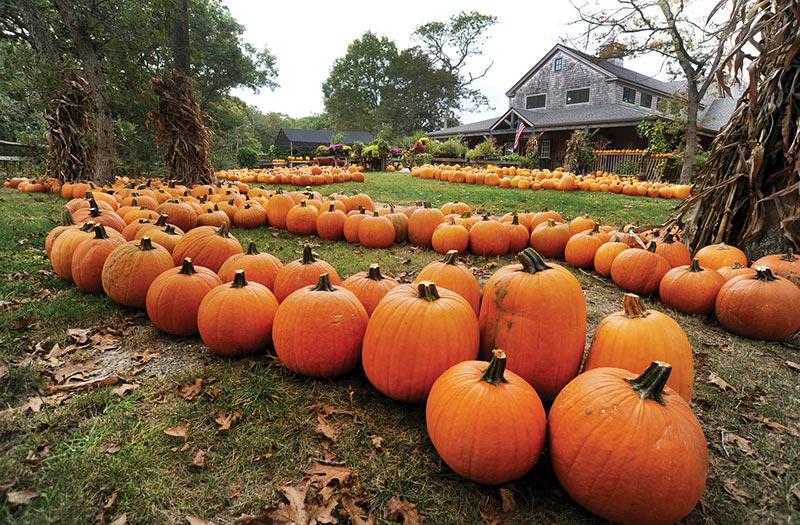 morning-glory-pumpkins-2.JPG