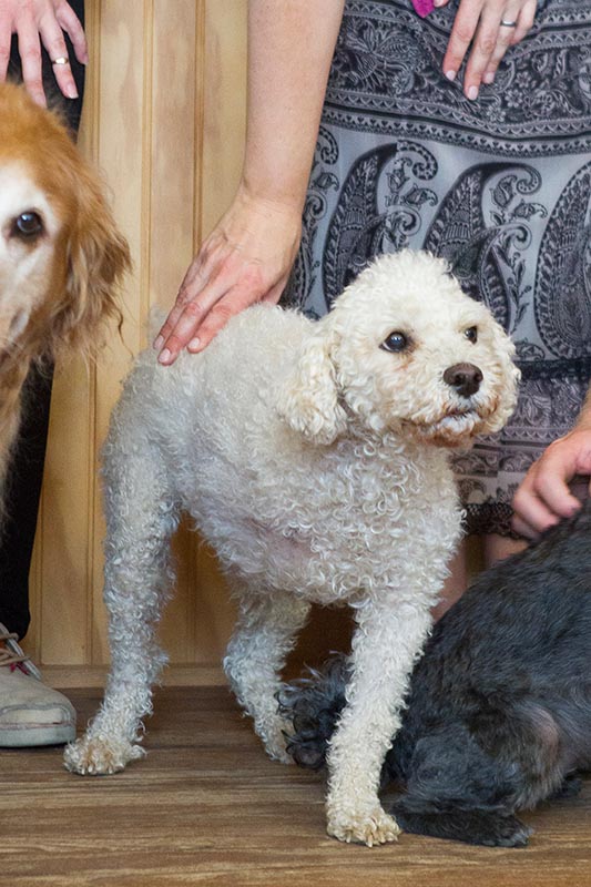 SAR_Office_Dogs_07.jpg