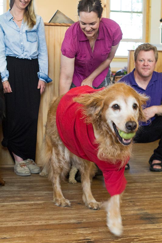 SAR_Office_Dogs_08.jpg