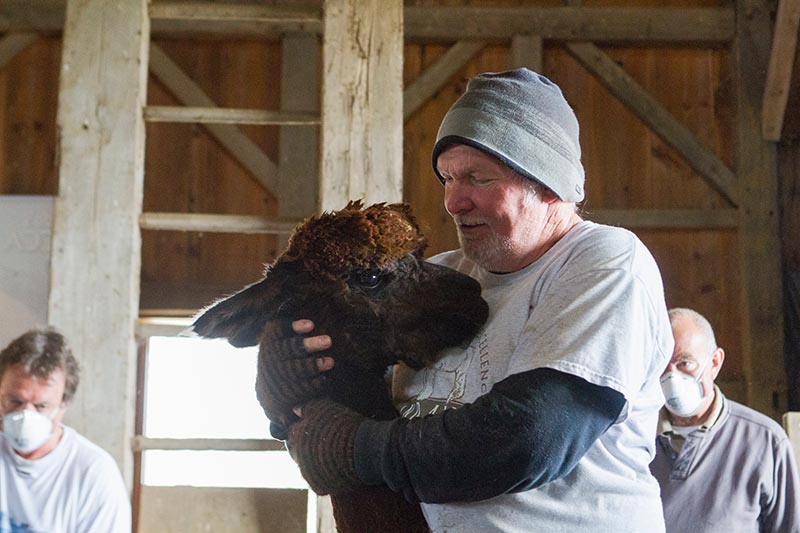 alpaca63.jpg