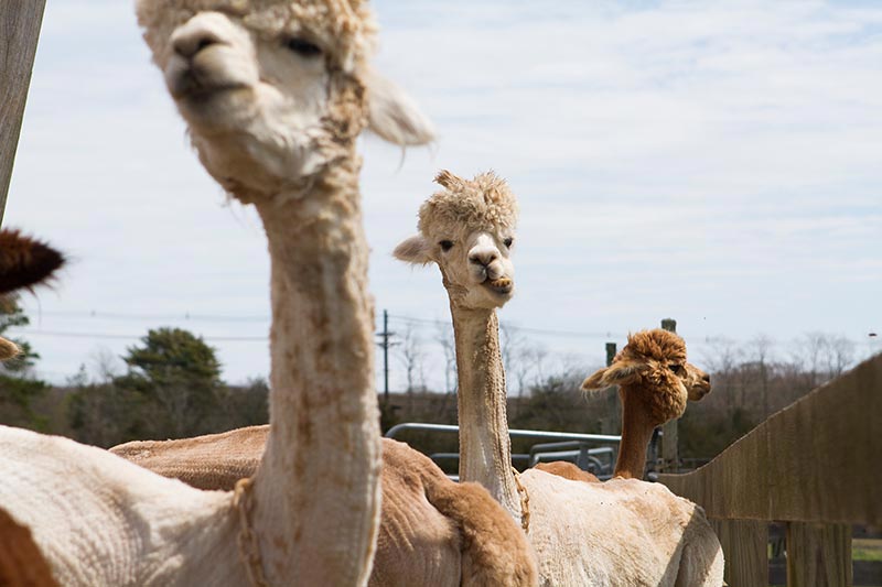 alpaca75.jpg