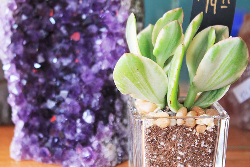 stones and succulents.JPG