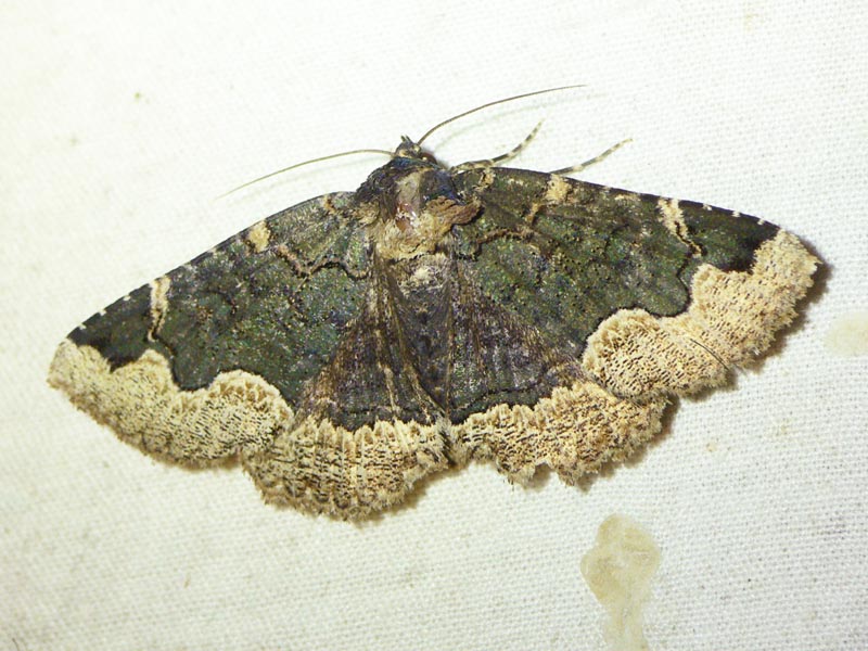 Wild Side: Mothing - MV Times