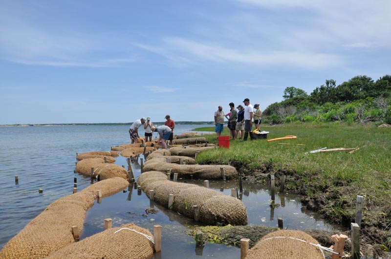 BB-living-shoreline_DSC0817.JPG
