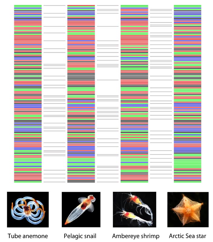 coml composite barcodes images v5.jpg