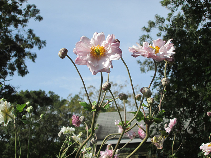 flower.JPG