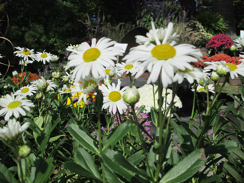 montauk_daisies.JPG