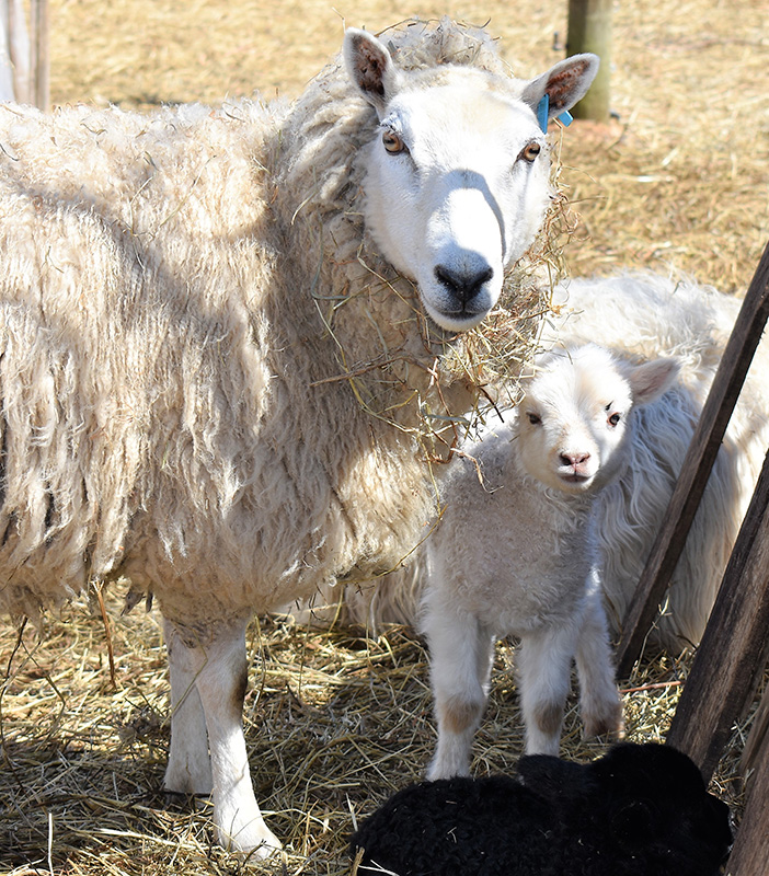 Lambs on Easter at Mermaid Farm.