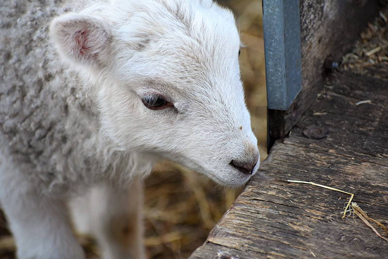 Lambs on Easter at Mermaid Farm.