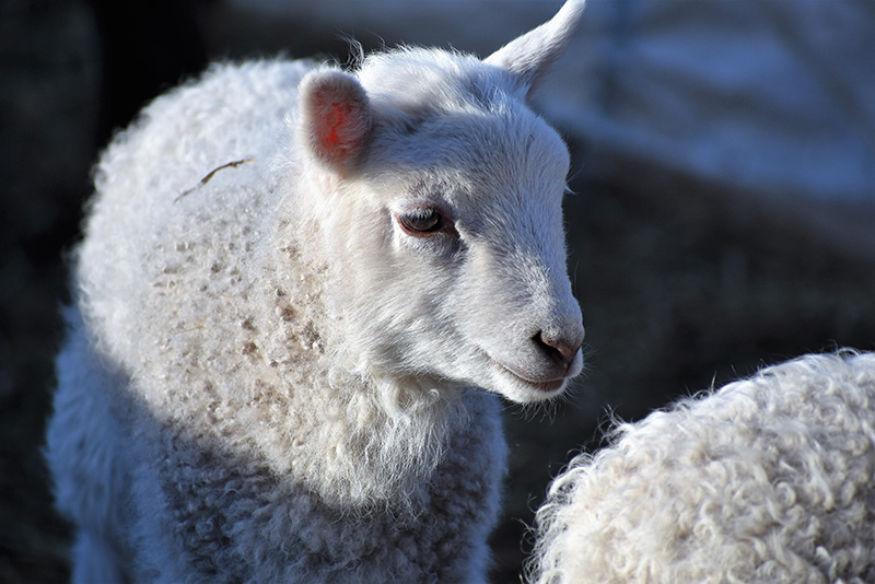 Lambs on Easter at Mermaid Farm.