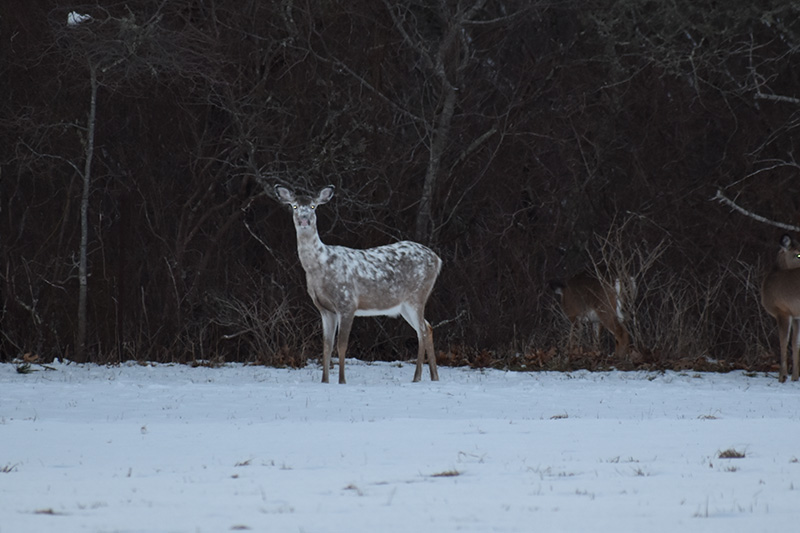 Piebald doe in the snow on Chappaquiddick.
