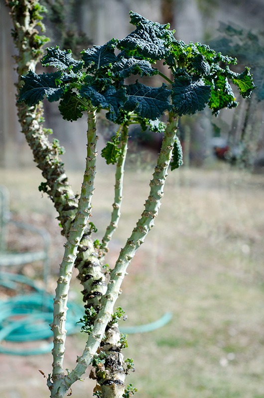 Marg_greenhouse_LKMorris-9.jpg