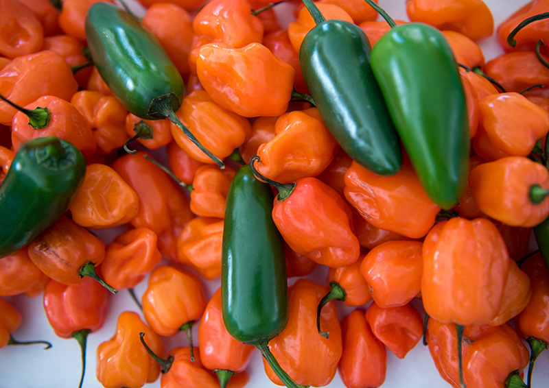 GEM_Chili-Fest_Chilies11.jpg