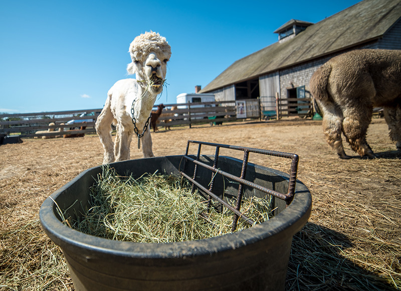 GEM_Island-Alpaca_Sheering-Day_01.jpg