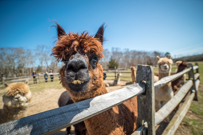 GEM_Island-Alpaca_Sheering-Day_03.jpg