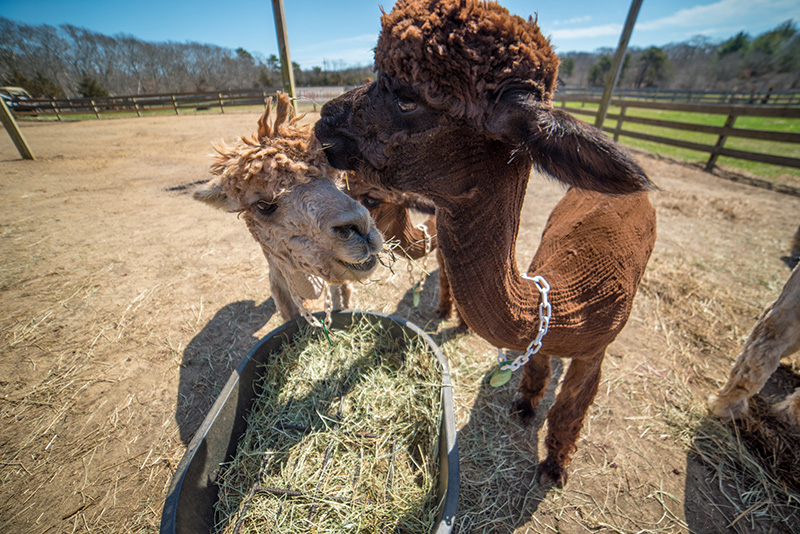 GEM_Island-Alpaca_Sheering-Day_04.jpg