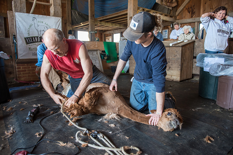 GEM_Island-Alpaca_Sheering-Day_07.jpg