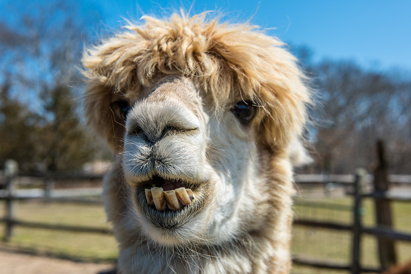 GEM_Island-Alpaca_Sheering-Day_10.jpg