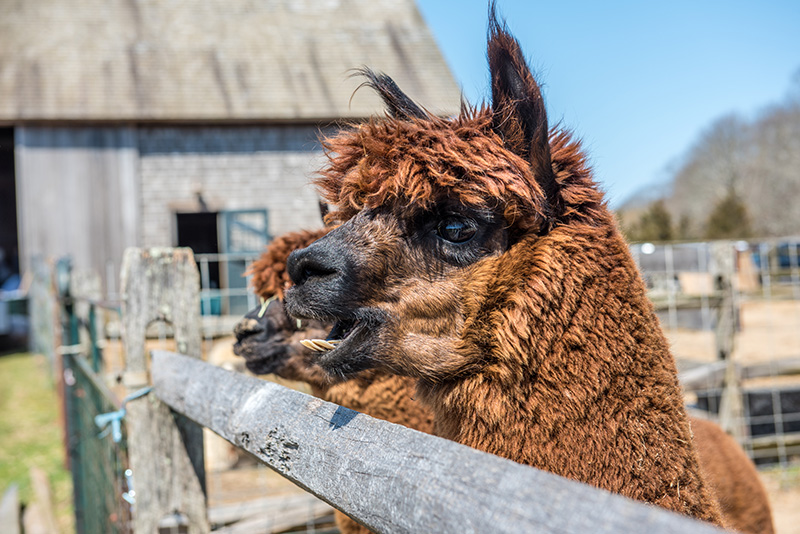 GEM_Island-Alpaca_Sheering-Day_11.jpg