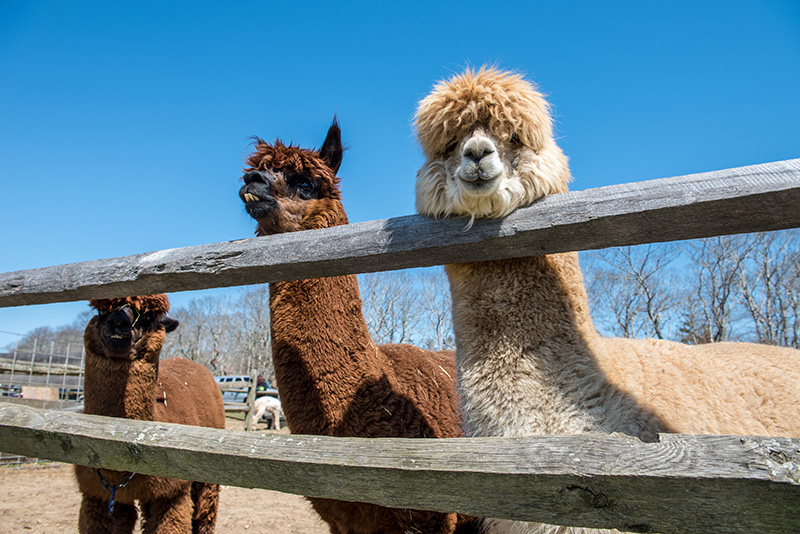 GEM_Island-Alpaca_Sheering-Day_12.jpg