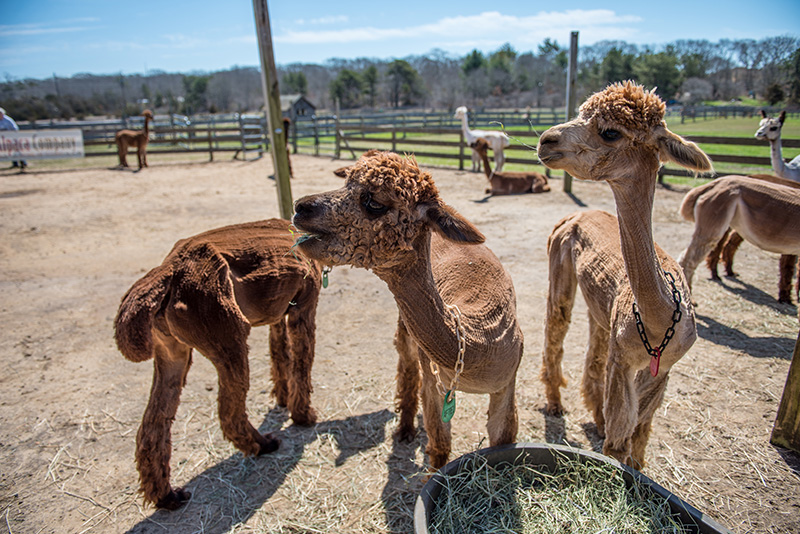 GEM_Island-Alpaca_Sheering-Day_13.jpg