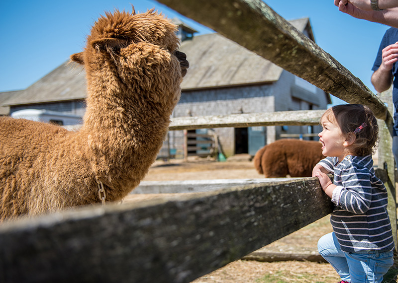 GEM_Island-Alpaca_Sheering-Day_Claire-Mauro-Hemberger_15.jpg