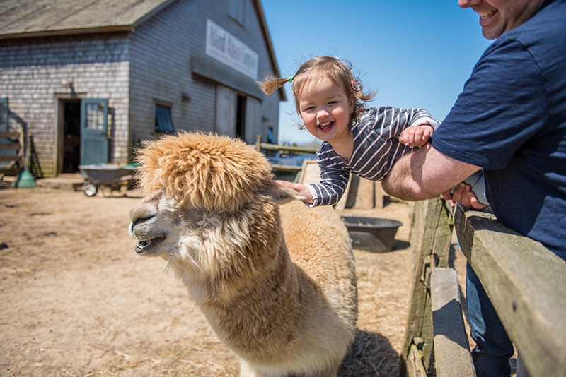 GEM_Island-Alpaca_Sheering-Day_Claire-Mauro-Hemberger_Chris-Maur