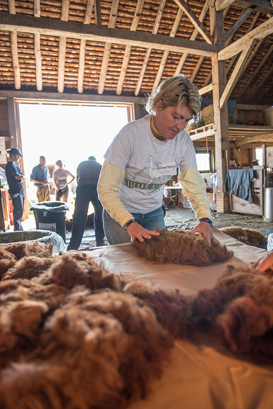 GEM_Island-Alpaca_Sheering-Day_Courtney-Fitzgerald_08.jpg