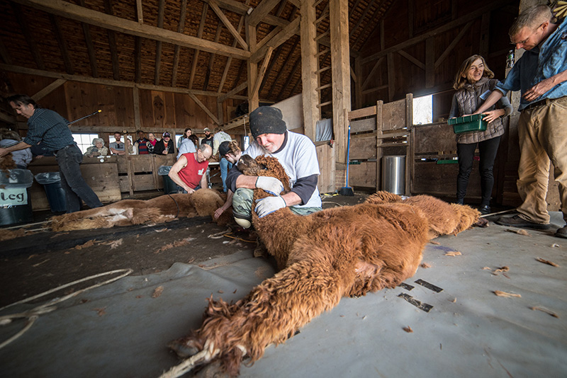 GEM_Island-Alpaca_Sheering-Day_Eric-DeWitt_02.jpg