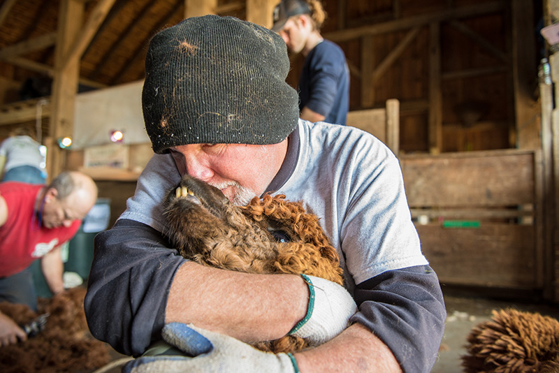 GEM_Island-Alpaca_Sheering-Day_Eric-DeWitt_06.jpg