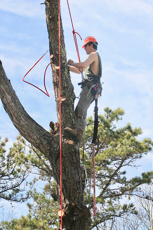 Collin Shea (foreman) trimming pine tree in Edgartown.